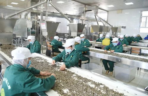 壮汉对照 塞上江南风光好 科技赋能品牌靓——全国少数民族地区报业社长总编巴彦淖尔行见闻
